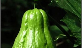 朝阳吃瓜群众一枚,揭秘京城街头巷尾的热辣话题